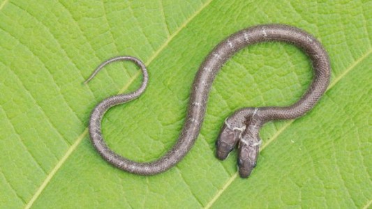 Video: la extraña serpiente de dos cabezas que pelean entre sí por la comida