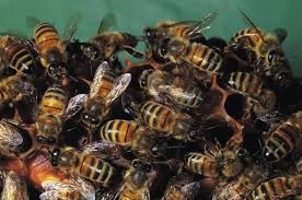 Video: la estrategia de las abejas japonesas para matar al "avispón asesino"