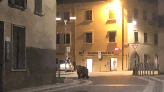 Video: apareció un oso y se colgó del balcón de un segundo piso