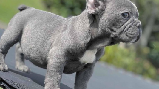 Quiso comprarle un cachorro bulldog a su hijo y terminó en una pesadilla
