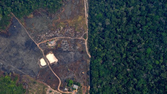 Advierten que la "Amazonia es un gran recipiente de virus" y la deforestación aumenta el riesgo de transmisión
