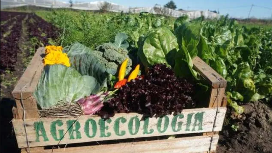 Vuelven las ferias con alimentos agroecológicos