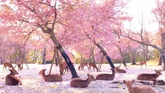 El lado b del coronavirus: el video de cientos de ciervos descansando bajo los cerezos en flor