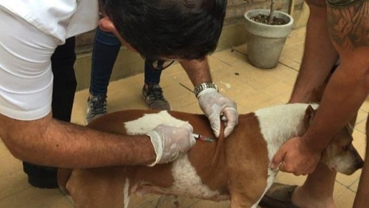 Santo Tomé reanuda la campaña de vacunación antirrábica en la Oficina de Zoonosis