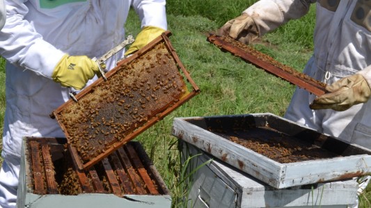 La Semana Nacional de la Miel se desarrolla con actividades virtuales