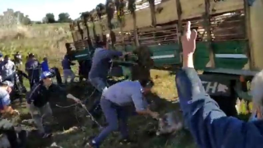 Video: robaron y faenaron 120 cerdos tras el vuelco de un camión en la ruta 2