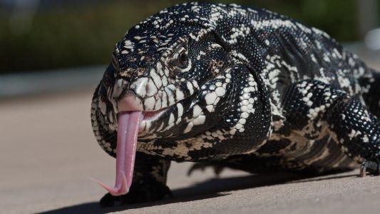 Conocé el lagarto argentino que está invadiendo los Estados Unidos