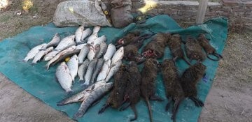 Detuvieron a cuatro pescadores y labraron actas contra abigeato en el norte provincial