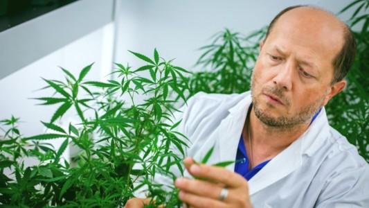 Investigan si el cannabis puede servir para tratar a los enfermos de coronavirus