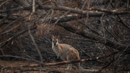 Video: el timelapse de 13 segundos que muestra la recuperación de un bosque incendiado