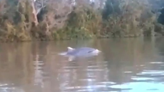 El lado b del coronavirus: el video de un delfín en vías de extinción nadando en el río Paraná