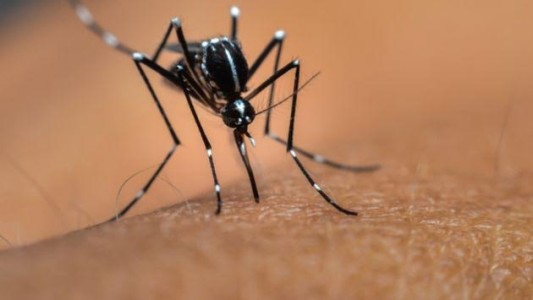Dengue: Sigue preocupando el número de casos en el territorio provincial