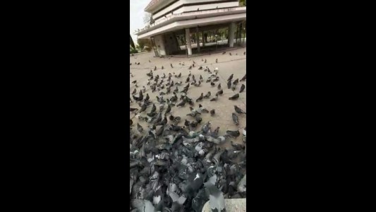 El lado B del coronavirus: la hambruna de las aves de El Palomar