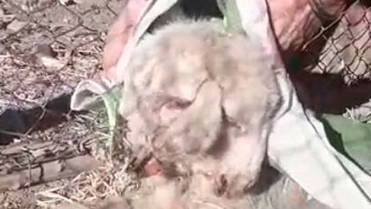 Video: nació un cordero con dos cabezas y tres orejas