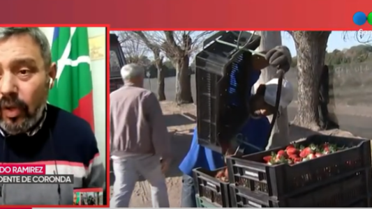 Coronda se prepara para una nueva temporada de frutillas en medio de la pandemia