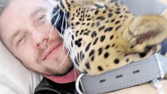 Cuidaba un leopardo, renunció al zoo y el animal casi muere de tristeza: decidió llevárselo a su casa