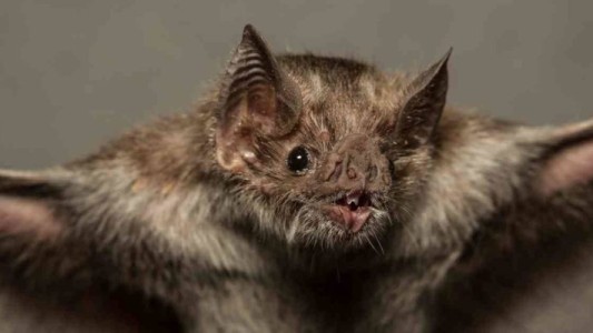 Hallaron cientos de nuevos coronavirus en murciélagos