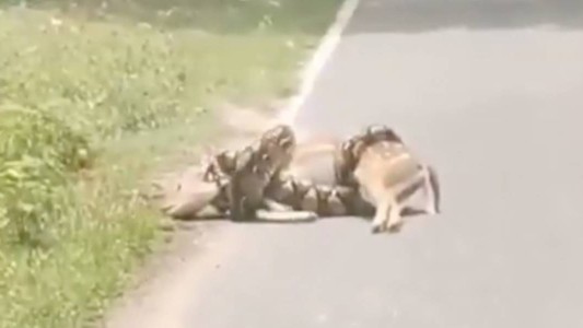 Video: un hombre salvó a un ciervo que estaba por ser devorado por una serpiente pitón