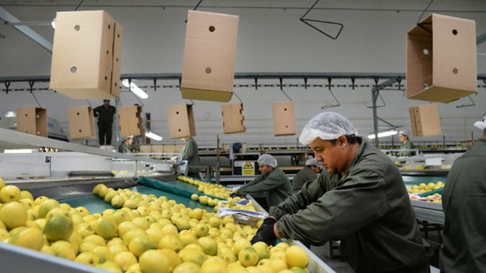 Manzur celebró el primer embarque del limón tucumano a China