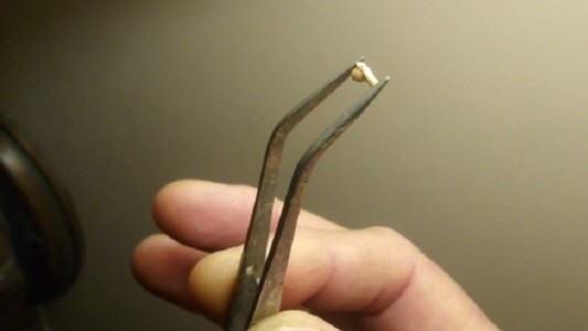 San Pedro: hallaron restos de una rana de hace dos millones de años