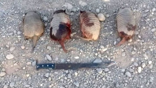 Detuvieron a cinco personas que llevaban unos 20 quirquinchos muertos