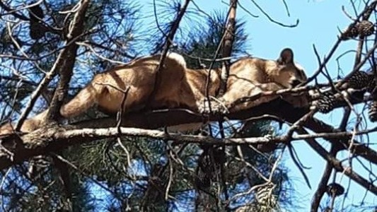 Monte Hermoso: apareció un puma "durmiendo la siesta" sobre un pino