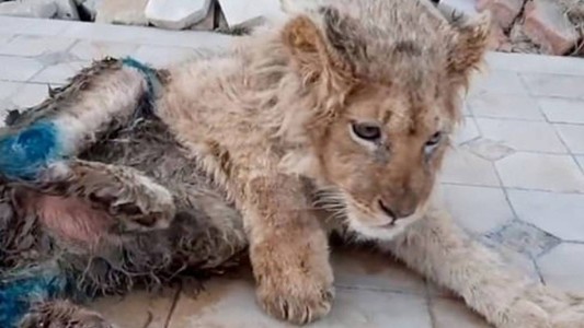 El calvario del cachorro de león al que le quebraron las piernas para que sea "manso" con los turistas