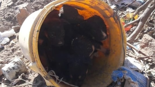 "Ganas de llorar": abandonaron a cachorritos en un balde para que mueran