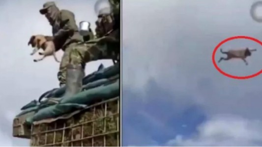 Video: militares colombianos mataron a un perrito "por diversión"