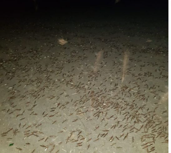 Video: Impresionante invasión de langostas en el norte santafesino