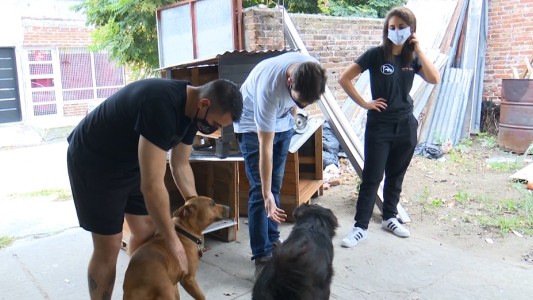 Solicitan donaciones para construir refugios destinados a perros de la calle