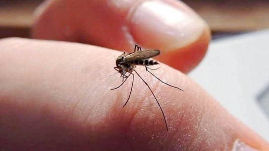 Siguen en aumento los casos de dengue en el territorio santafesino
