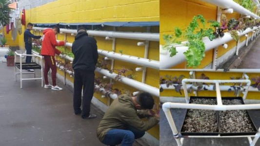Hidroponia en una cárcel bonaerense: llevan adelante un sistema de huerta sin usar tierra