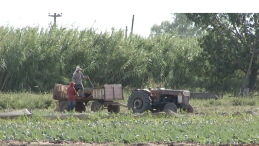 Trabajadores golondrinas: solicitan controles para su resguardo en el marco de la pandemia