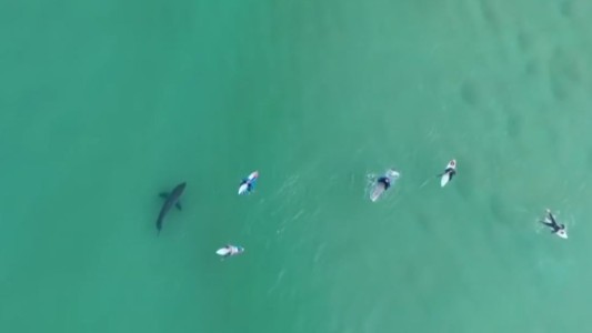 Video: Un enorme tiburón blanco acecha a surfistas en la costa de Sudáfrica