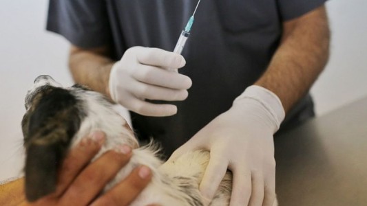 En 6 meses, el IMUSA realizó 8.000 intervenciones gratuitas a perros y gatos