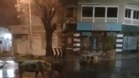 Video: la chancha "Pancha" se volvió a escapar, pero esta vez lo hizo acompañada