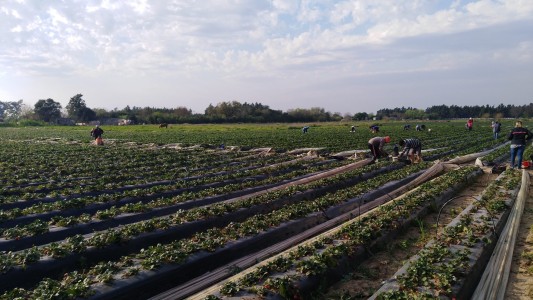 Coronda extrema las medidas luego del segundo caso y ante la cosecha de frutilla