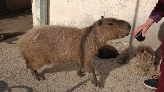 Un carpincho como mascota: "lo quiero como a un perro, lo tenemos hace 5 años"
