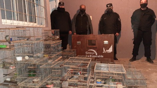Operativo contra el tráfico de animales: robaron loros en la Granja La Esmeralda y los atraparon