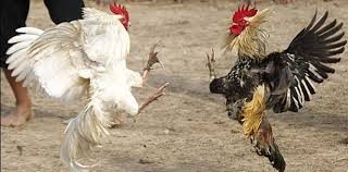 Los rompecuarentena: una fiesta de 15 masiva, partidos de truco y hasta una riña de gallos