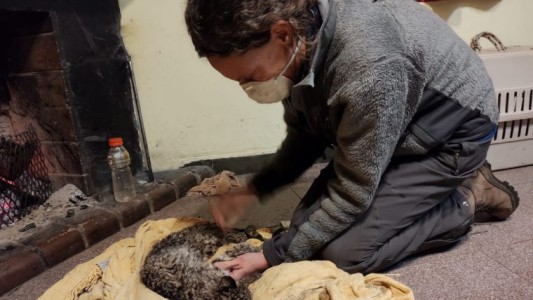 Rescatan a un gato montés que quedó atrapado entre dos cepos