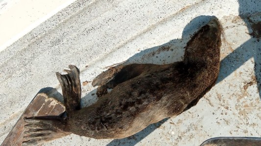 El lado B del coronavirus: rescataron a un lobito de mar en el río pero no lograron salvarlo