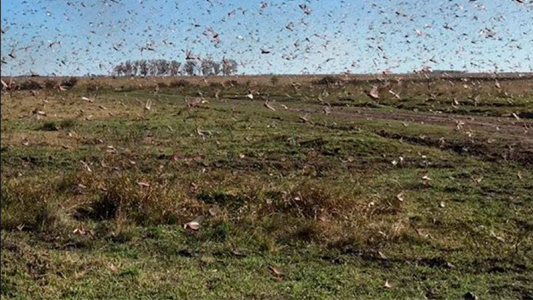 El clima favoreció el desplazamiento de las langostas: están al este de Federal