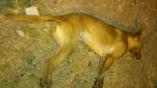 Envenenamiento masivo de perros en San Genaro: al menos seis murieron