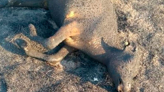 Video: animales muertos, heridos y daños en campos, tras incendios en Santa Fe