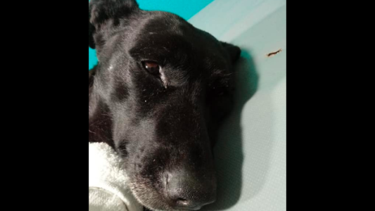 Horror en Mendoza: hallaron una perrita con casi toda su piel arrancada