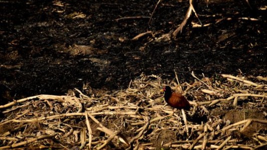 Repercusiones en el Concejo por la quema de pastizales: repudio y pedidos de informes