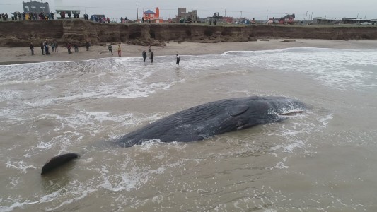 Murió el cachalote que encalló en una playa de Mar del Plata