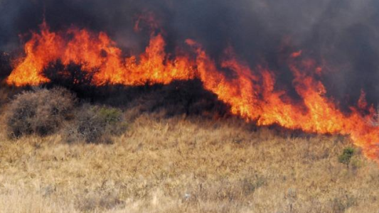 Quema de pastizales: los incendios provocan daños irreparables en el hábitat de los animales